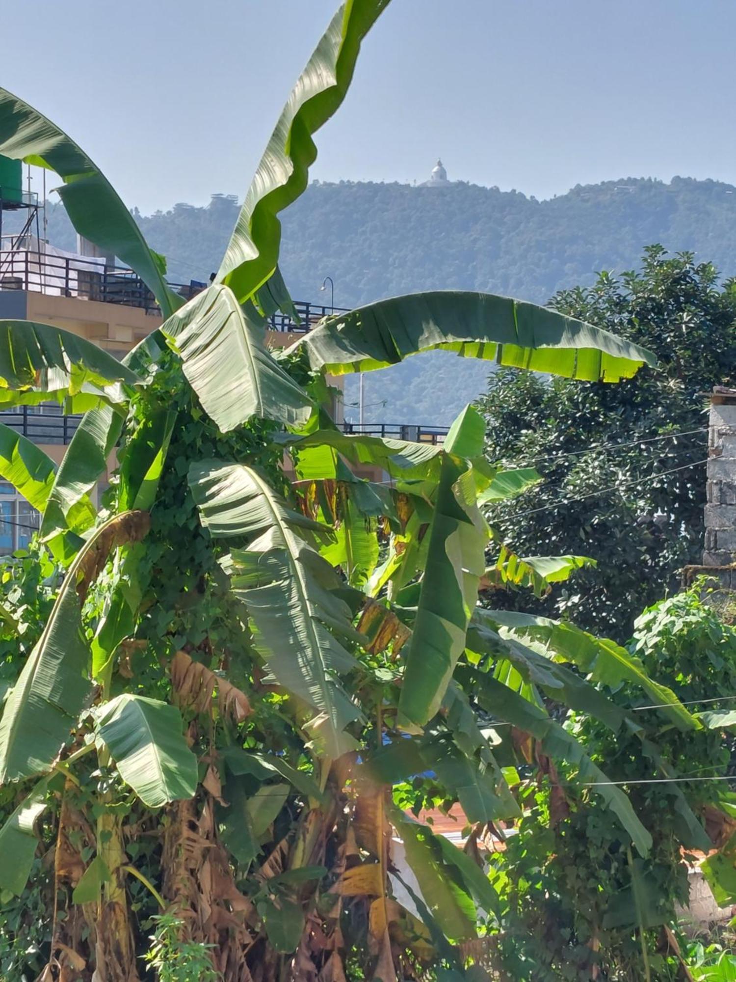 Paramount Guest House Pokhara Exterior photo